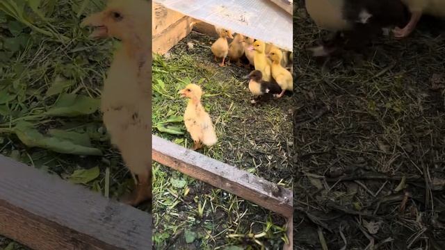 Утята #ферма #деревня #семья #утки #курицы #несушки #любовь