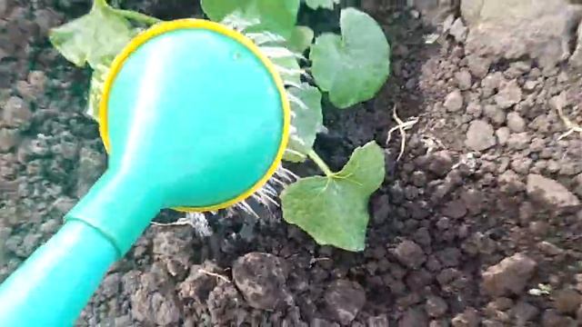 Щоб огірки, помідори, перець швидше пішли в ріст, підживлюєм без хімії.