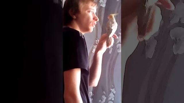 Доверия попугая корелла