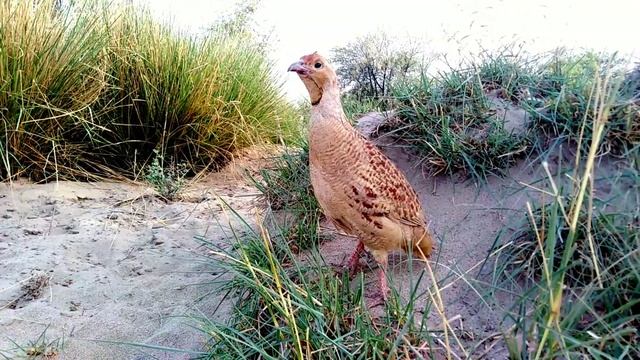 Teetar Sound | Teetar Awaaz | Female Teetar Sound | Madi Tetar Awaz