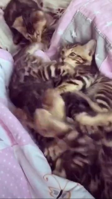 Бенгальские котята