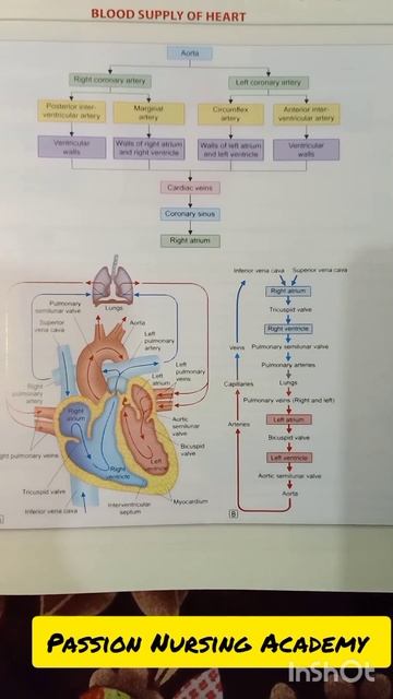 Blood Supply OF Heart
