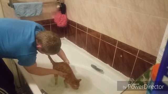 Як треба купати кота