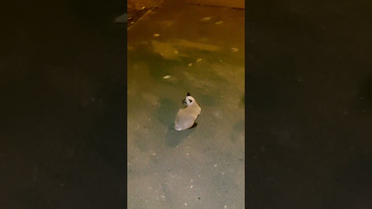 Как правильно звать кошку