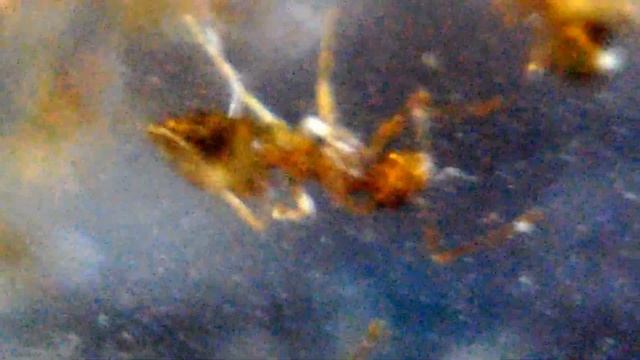 My Larger Nylanderia Vividula Colony 2-3-2015