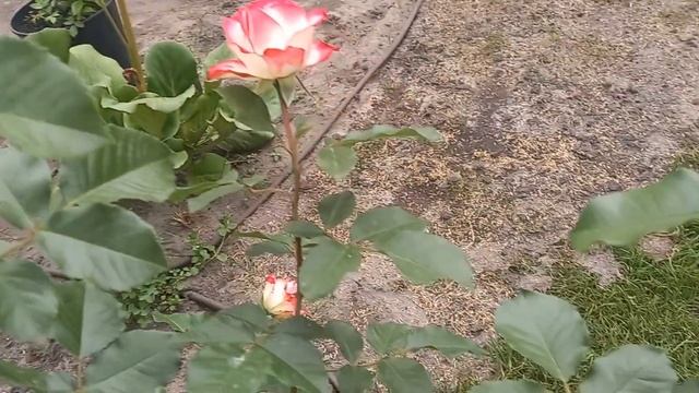 Сильная неприхотливая роза Юбилей Принца Монако на 3 год посадки.