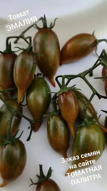 Удивительный красавец-томат! Эмалия... #томат #shortvideo #shorts #семенатоматов
