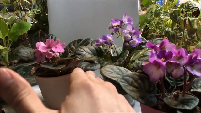 Leaf Lessons - Intro To African Violets