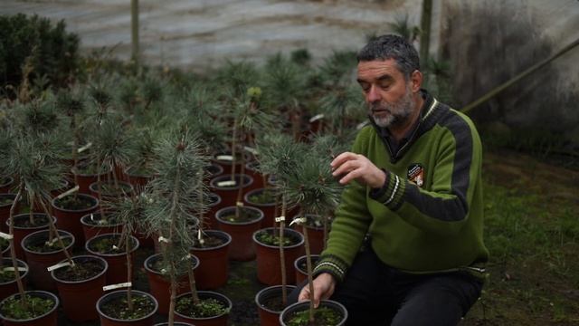 Loptasti Bor | CVETNI POZDRAV