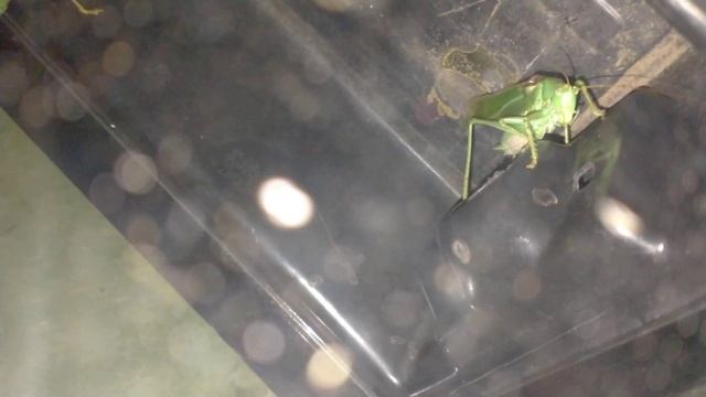 Стридуляция, зелёного кузнечика, Tettegonia Viridissima