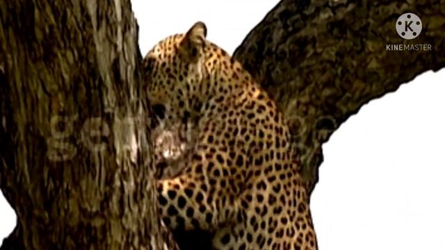 Leopard Vs Gray Wolf - Who Would Win In A Fight# USA # Animal Fight In America