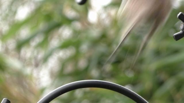 Long-tailed Tit Birds Close Up : Cutest Bird Ever - Filmed In Slow Motion