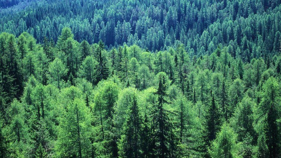 Пчеловод - не смеши Бога.