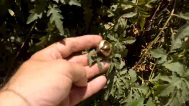 Merremia Species: Rare, Unusual Exotic Hardy Seeds For The Garden, Greenhouse & Conservatory