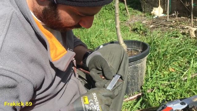 Innesto Ciliegio A Corona