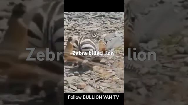 Zebra Kill Lion In Battle 😳 #funny #funnymemes #mrfunny #comedy #brainjotter #funnynaija #funnypict