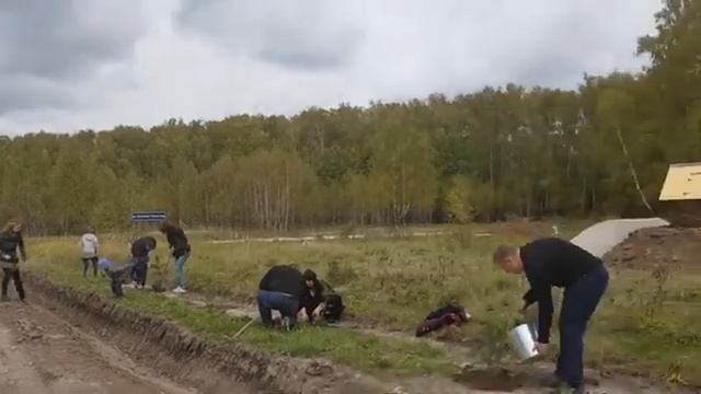 Соседи_посадили_сосны_в_деревне_Фёдора_Конюхова