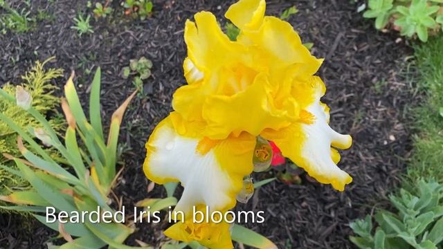 Garden Tour, Boulevard Transformation - June 4, 2022