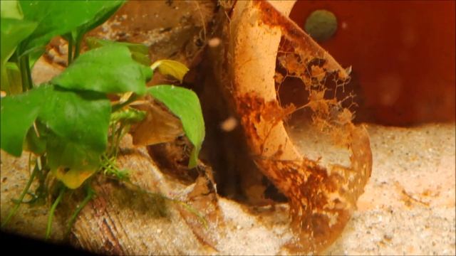 391. Apistogramma Sp  'black Chin' Jest Ikra.