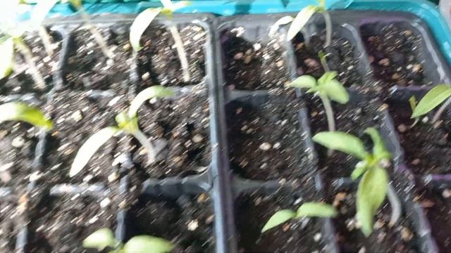 рассада на 12 марта перцы и томаты