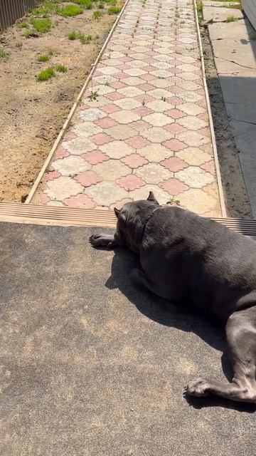 Тор🤣🤣🤣🤣 #cane #tttt #canecorso #канекорсо #canecorsoitaliano #канекорсоитальяно