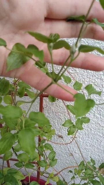 Клематис на балконе