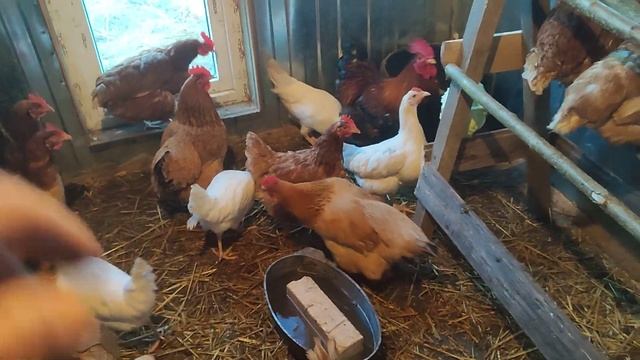 946e72fec2d8f8084416d3d67bc5d8ff