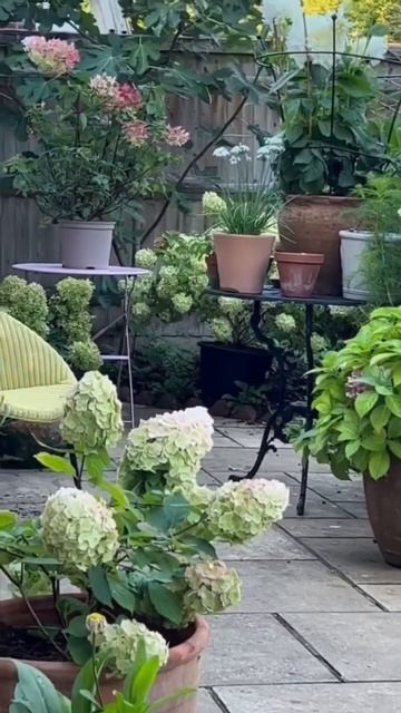 #terraсе#hydrangeas #hortensia #flower #garden #гортензия #macrophylla #paniculata #сад #beautiful
