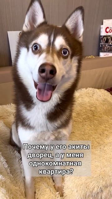 #собакадругчеловека #собакаулыбака #собака #хаски #собакаприколы #животные #собакавдом #хаскироссии