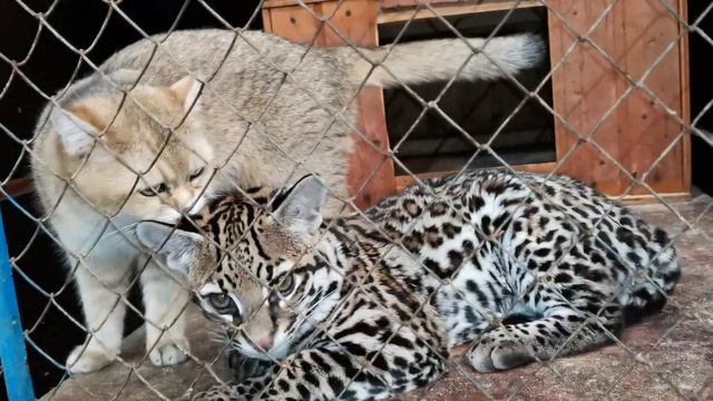 приёмная мама умывает неродивое дитя оцелота. (A Foster Mother Washes An Unborn Ocelotcat Child.)
