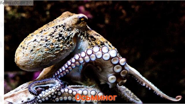 Слово 20: осьминог!