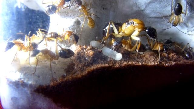 Camponotus Nigriceps 2