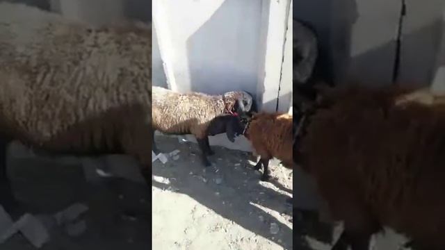 Мол бозор дуслар 20.06.2020