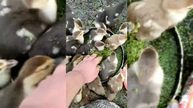 Ідокачки-Индоутки 