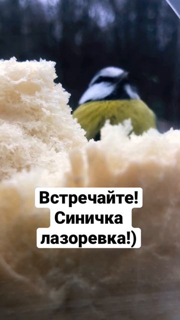 Синичка лазоревка, за которой я очень долго охотилась!))