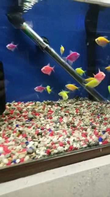 GloFish