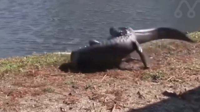 Pertarungan Reptil, Buaya VS Piton| Crocodile Vs Python Survival Battle