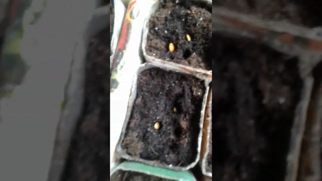 D969c2dc09213fd339a3d77c90d4c9de