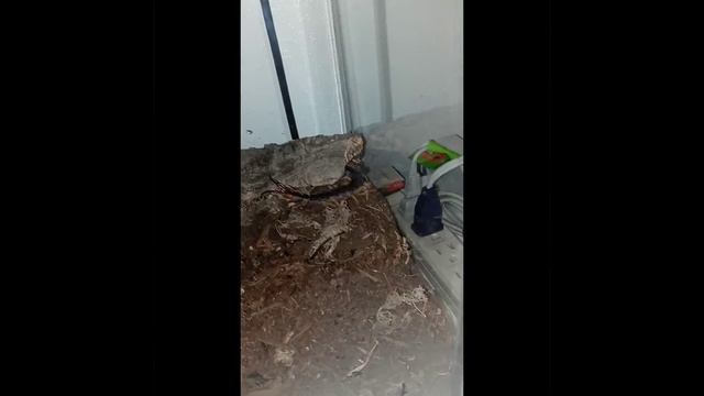 Scolopendra Dehaani Handling