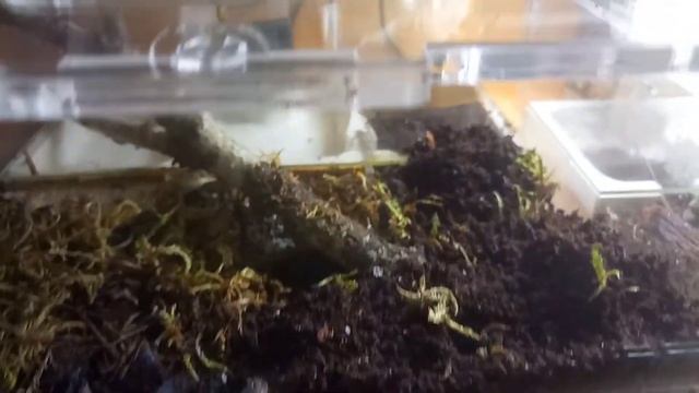 Harpegnathos Saltator занимаются строительством