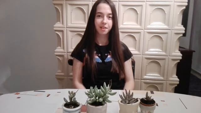 17# Növénybemutató Adromichus Filicaulis