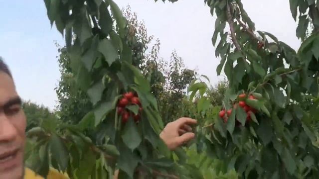 сикина черешни гилос 13 мая пшиб йетилди носил жуда йукори 99 346 46 99