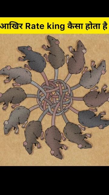 Rat King आपने कभी देखा है #shorts #viral #facts #king