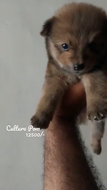 Culture Pom Male @SriSaiPetWorld #tora