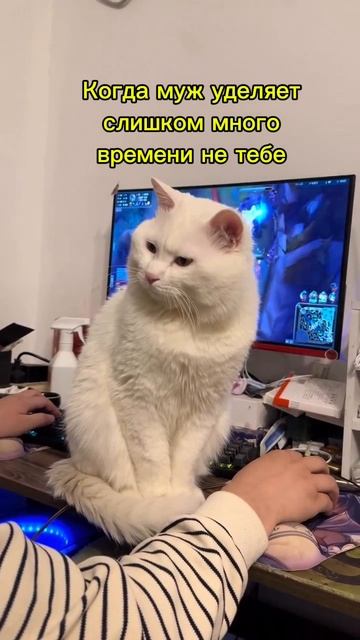 Когда уделяешь мало внимания главному члену семьи