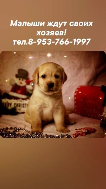 Предлагаются щенки лабрадора палевые  с документами РКФ, с отличной родословной!тел.8-953-766-1997
