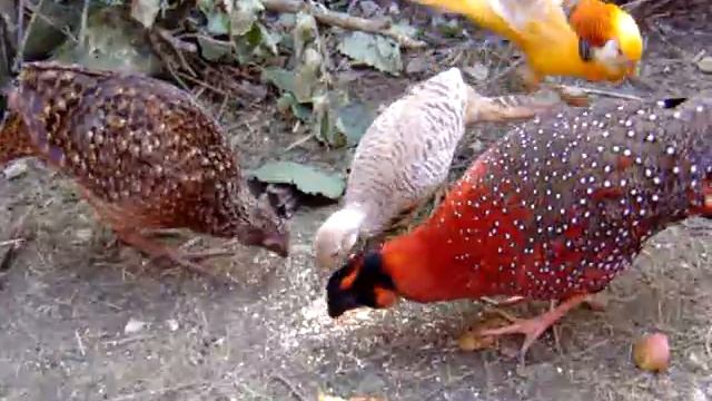 Pheasants Mixed Aviary