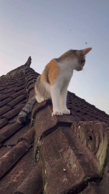 На черепичной крыше #shorts #cat