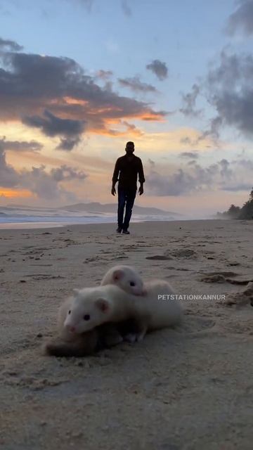 Ferret 😍 @petstationkannur