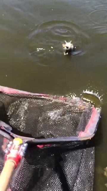 ОТКРЫТИЕ СЕЗОНА 2025! #shorts #fishing #fish #рыбалка #отдых #путешествие